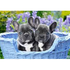Puzzle 1000 elements French Bulldog Puppies - French Bulldogs 68x47cm