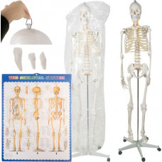Cilvēka skelets - 170cm (16981-uniw)